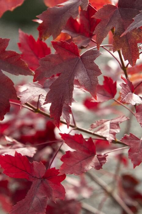 Maple